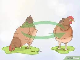 3 Ways To Cure A Chicken From Egg Bound Wikihow