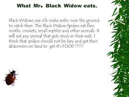 Male black widows will also send out vibrations on a female's web to indicate they are there for mating and not eating. By Jasmin Spiders My Feature Spider Is The Black Widow Spider Ppt Download
