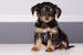 Yorkie Dachshund Chihuahua Mix