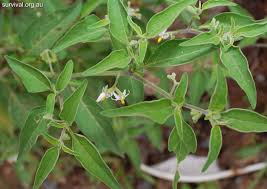 Image result for Solanum chenopodioides