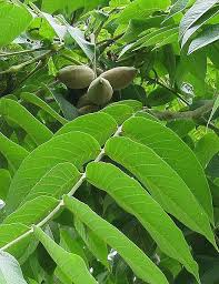 Butternut Tree Trees To Plant Tree Identification Trees And Shrubs