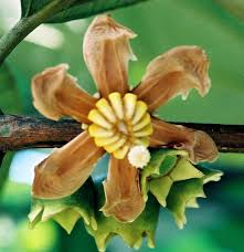 Image result for Bellucia