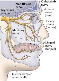 Trigeminal Nerves Dental Assistant Study Dental Hygiene School Dental Anatomy