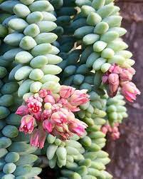 Sedum Burrito Planting Succulents Flowering Succulents Succulent Gardening