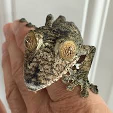 Image result for Urochloa comata