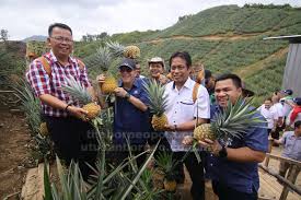 Ironinya, negara besar yang dahulunya menjadikan malaysia sebagai taklukan kini menganggap malaysia konklusinya, negara yang mempunyai potensi untuk dimajukan jika tidak disokong dengan sistem pendidikan yang mantap umpama tanah subur di ladang yang tidak diusahakan. Nanas Tuaian Emas Ruang Pasaran Terbuka Luas Utusan Borneo Online