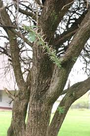 Image result for Acacia goetzei