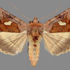 Image result for Autographa excelsa