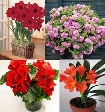 горшечные растения комнатные цветы фото и названия и уход за ними Rasteniya Lyubyashie Ten Cvety Komnatnye Rasteniya Vyrashivanie Cvetov