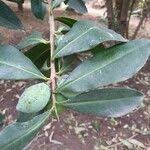 Image result for Warburgia ugandensis