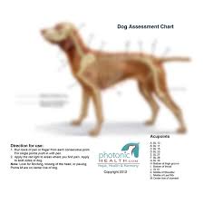 Photonic Health Llc Dog Charts