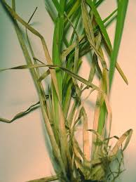Image result for Echinochloa