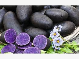 Kartoffeln Vielseitige Knollen Kartoffeln Pflanzen Pflanzen Kartoffeln Anbauen