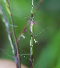 Image result for Digitaria velutina