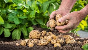 Dann machst du etwas falsch. Kartoffeln Pflanzen So Wird Es Richtig Gemacht