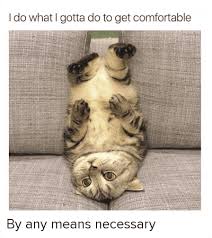 We find the funny cats that make you lol so that you don't have to. The Best Cat Memes To Celebrate Internationalcatday Know Your Meme