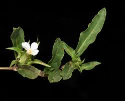 Image result for Crabbea kaessneri