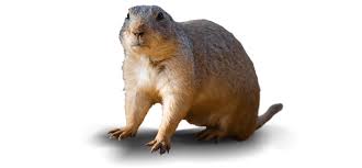 You usually won't be dealing with more than one in yard, so it's easiest to set a trap and release the gopher far away from residential property. Gophers Gopher Identification And Frequently Asked Questions