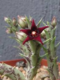 Subscribe to envato elements for unlimited photos downloads for a single monthly fee. 110 Best Orbea Ideas Orbea Succulents Planting Succulents