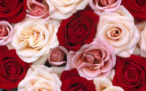 Fragrant Roses Hd Wallpapers Http Www Nicewallpapers In Wallpaper Fragrant Roses Hd Wallpapers Rose Wallpaper Fragrant Roses Rose Flower