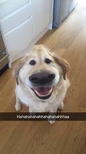 What A Time To Be Alive Dog Filter Cute Animals Funny Dog Pictures