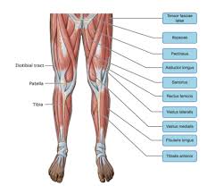 Arm muscle map, needs corrections. Ch 11 Lab Map Flashcards Quizlet
