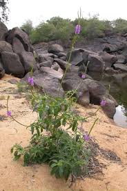 Image result for Stachytarpheta cayennensis