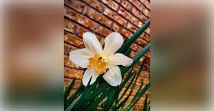 Obituary information for Brenda Kay Green