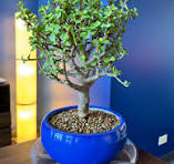 Miniature jade bonsai with nature rocks and pot