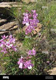 Image result for Cycnium