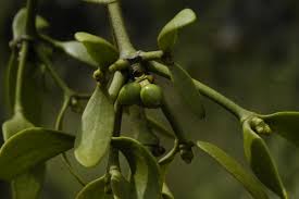Image result for Viscum littorum