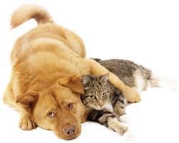 Cedar heights pet clinic ⭐ , united states of america, state of iowa, black hawk county, waterloo: South Suburban Low Cost Veterinary Services Llc Home Facebook