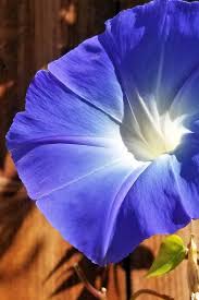 We wish you good health. How To Plant And Grow Morning Glory Flowers Gardener S Path