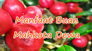 Jual teh mahkota dewa dengan harga rp17.000 dari toko online alif herbal, kota bekasi. 5 Khasiat Mahkota Dewa Untuk Kesihatan My Kebun