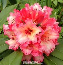 Pin On Annual Perennial Flowers