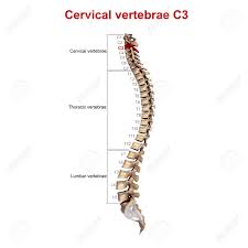 Cervicale — vertèbre cervicale pour les articles homonymes, voir c3, c4, c5, c6 et c7. Cervical Vertebrae C3 Stock Photo Picture And Royalty Free Image Image 68337002