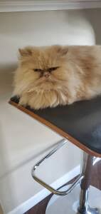 Located in akron, ohio, we're head over heels for this friendly search for maine coon rescue cats for adoption near cleveland, ohio. Persian Cat Rescue Ohio