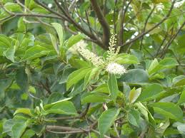 Image result for Terminalia phanerophlebia