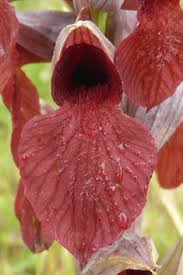 Image result for Isoglossa laxiflora