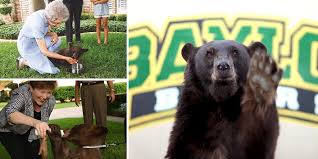 2020 season schedule, scores, stats, and highlights. Baylorproud Celebrating Joy Lady The Baylor Bears