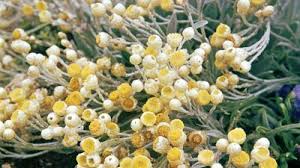 Image result for Helichrysum argyranthum