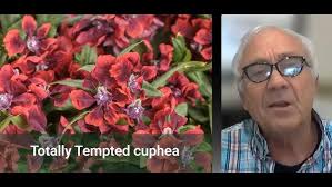 Ryan Statham talks about trees and climate change