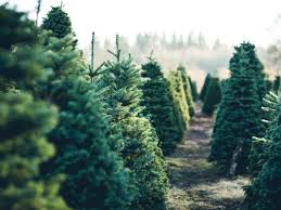 Christmas is a magical time of the year in pa. Where To Find A Christmas Tree In 2020 Near West Chester West Chester Pa Patch