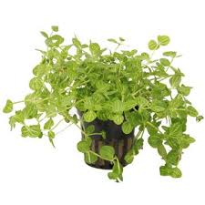 Image result for Lindernia monroi