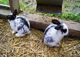 2 Black And White Baby Mini Lop Mix Rabbits Ligonier Mini Lop Small Pets Pet Bunny