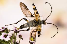 Check spelling or type a new query. Spotted Longhorn Beetle Black And Yellow Longhorn Beetle Longhorn Fototapete Fototapeten Longhorn Wirbellosen Bild Myloview De