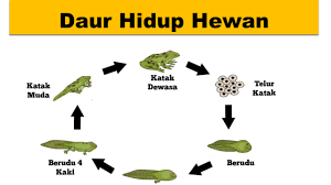 Try the suggestions below or type a new query above. Daur Hidup Hewan