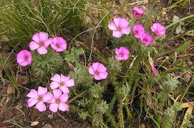 Image result for Oxalis semiloba