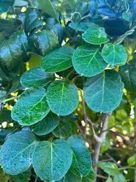 Image result for Cynanchum obtusifolium