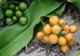 Image result for Crinum stuhlmannii